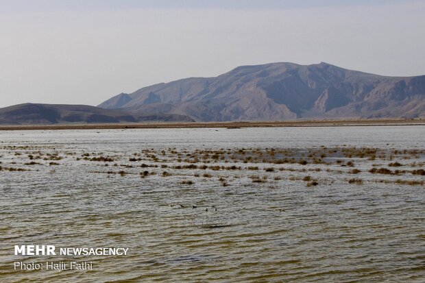 Rainfalls revive 'Komjan' wetland in Fars prov.
