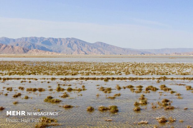 Rainfalls revive 'Komjan' wetland in Fars prov.
