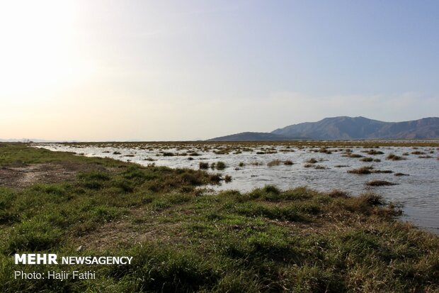 Rainfalls revive 'Komjan' wetland in Fars prov.
