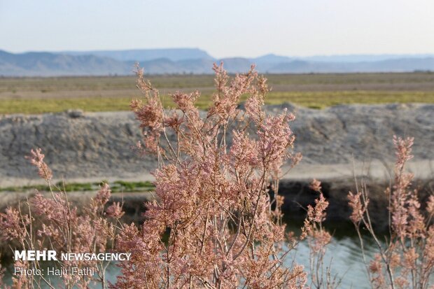 Rainfalls revive 'Komjan' wetland in Fars prov.
