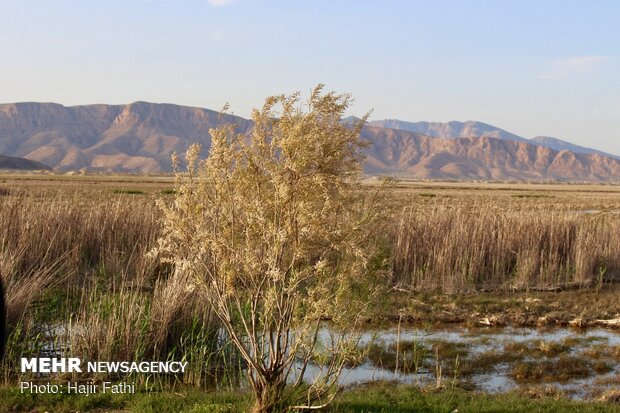 Rainfalls revive 'Komjan' wetland in Fars prov.
