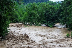 ‘Proper vegetation cover could reduce flood damage’