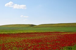 Red poppy fields in northwestern Bileh Savar County