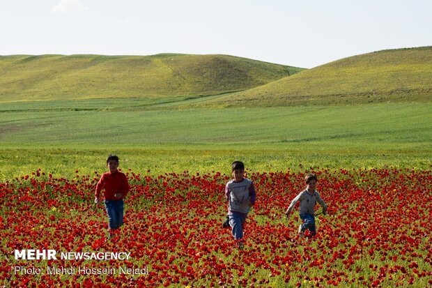 Red poppy fields in northwestern Bileh Savar County