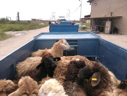 Charity foundation donates livestock to flood victims