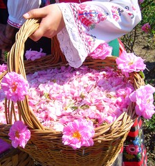 Rosewater festivals attract holidaymakers from home and abroad