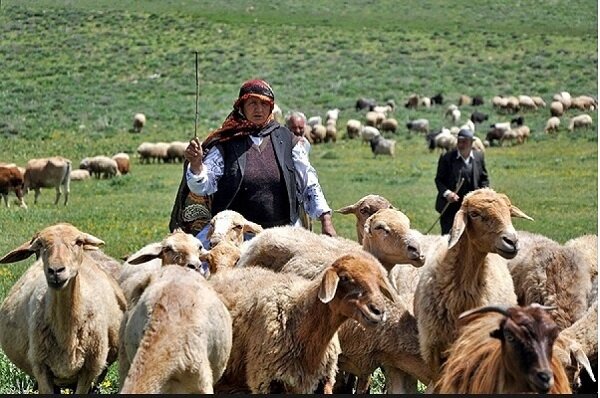 نبض حیات وحش کند می زند/ کل وبز قربانی طاعون کشنده 