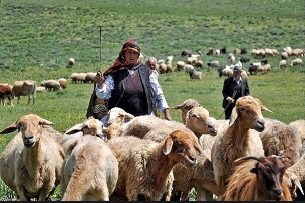 ۵۲۷۴ خانوار دامدار به مناطق ییلاقی استان گیلان کوچ کردند