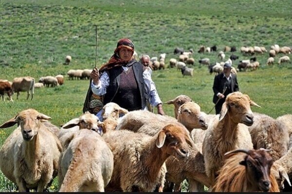 مشکل دامداران روستای «خلیفه‌لو» در جعفرآباد برطرف شد