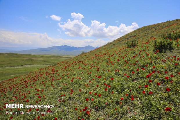 Scenic spring in North Khorasan province