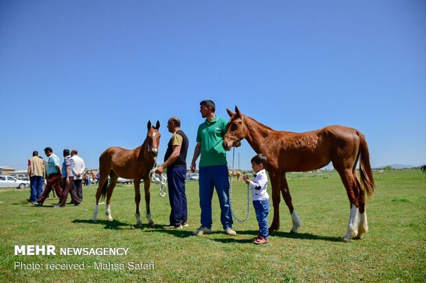 14th National Beauty Festival of Iran's Turkmen Horses