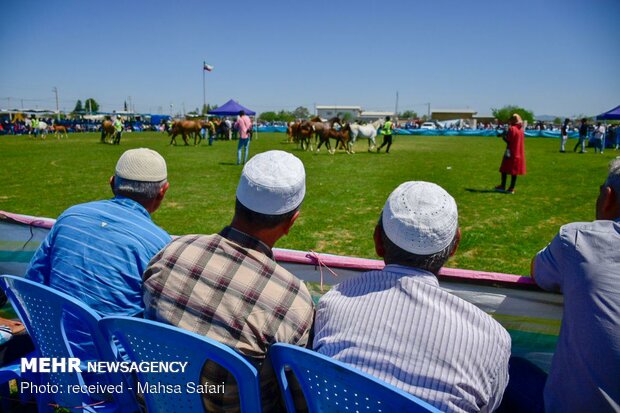 14th National Beauty Festival of Iran's Turkmen Horses