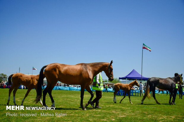 14th National Beauty Festival of Iran's Turkmen Horses