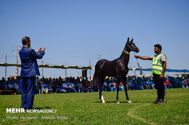 14th National Beauty Festival of Iran's Turkmen Horses