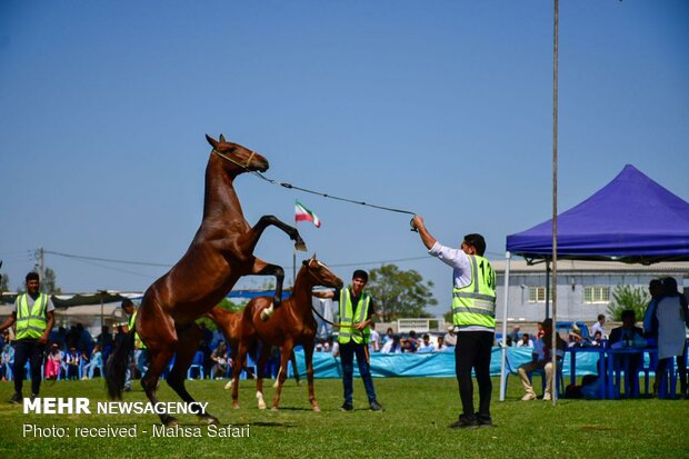 14th National Beauty Festival of Iran's Turkmen Horses