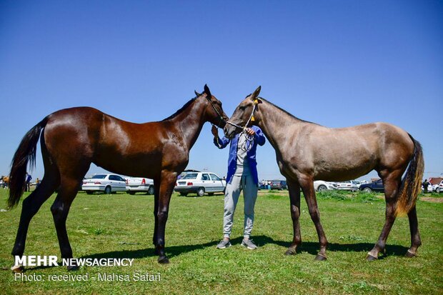 14th National Beauty Festival of Iran's Turkmen Horses