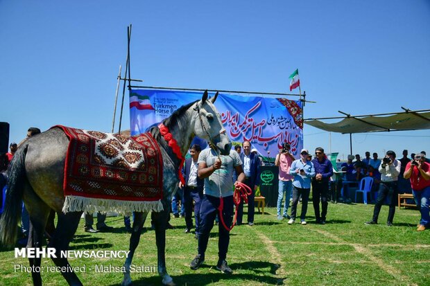 14th National Beauty Festival of Iran's Turkmen Horses