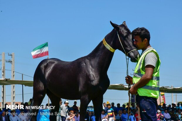 14th National Beauty Festival of Iran's Turkmen Horses