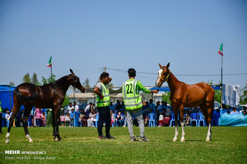 برگزاری مسابقه زیبایی اسب در اردبیل/زمین چمن تختی تعویض می‌شود