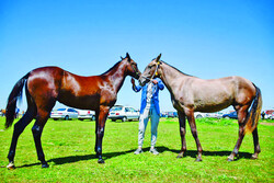 Horse beauty contest wraps up in Golestan province