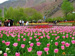 Tourism chief cuts ribbon on major tulip festival