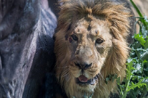 VIDEO: Persian lion back in Iran after some 80 years