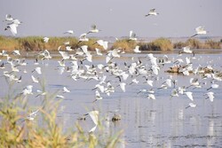 Kani Barazan international wetland overflows after a decade