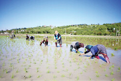 Rice cultivation begins in northern Iran 
