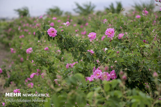 Damas rose harvest in South Khorasan province