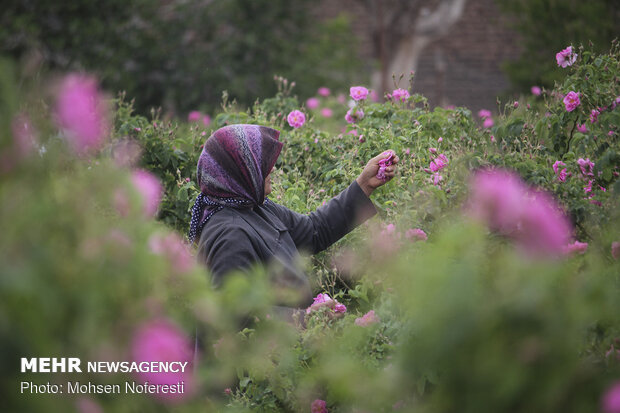 Damas rose harvest in South Khorasan province