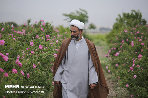 Damas rose harvest in South Khorasan province