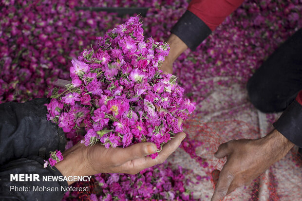 رائحة الورد الجوري في كوير
