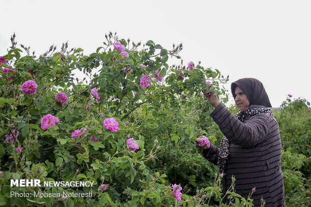 Damas rose harvest in South Khorasan province