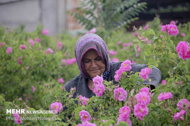 Damas rose harvest in South Khorasan province