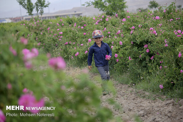 Damas rose harvest in South Khorasan province