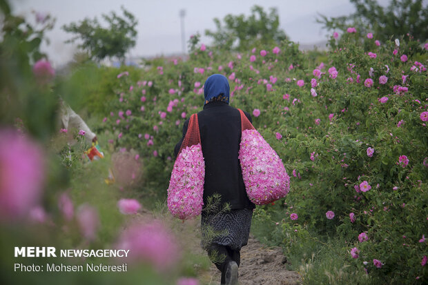 Damas rose harvest in South Khorasan province