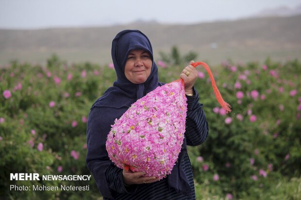 Damas rose harvest in South Khorasan province