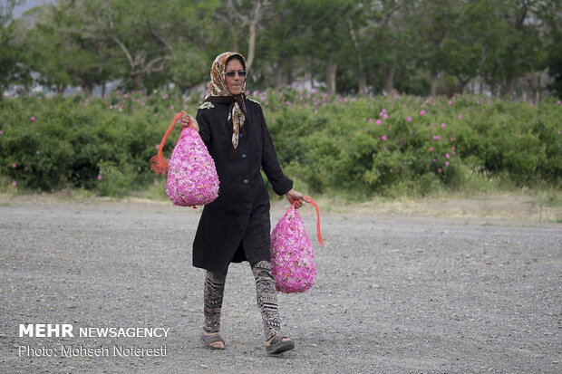 Damas rose harvest in South Khorasan province