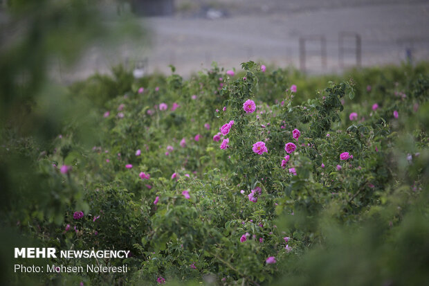 Damas rose harvest in South Khorasan province