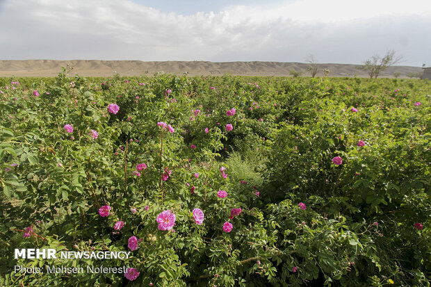 Damas rose harvest in South Khorasan province