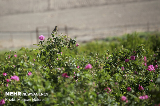 Damas rose harvest in South Khorasan province