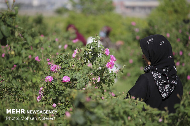 Damas rose harvest in South Khorasan province