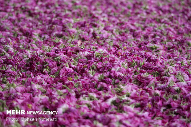 Damas rose harvest in South Khorasan province