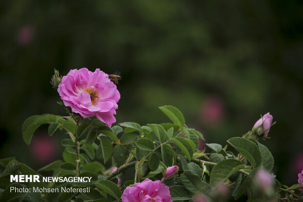 Damas rose harvest in South Khorasan province