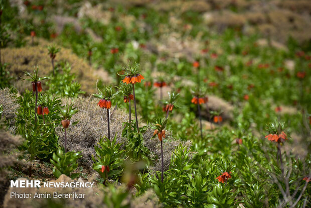 Breathtaking scenery of inverted tulips in Fars province