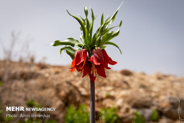 صوبہ فارس کے سپیدان علاقہ میں سرنگوں پھولوں کا دشت
