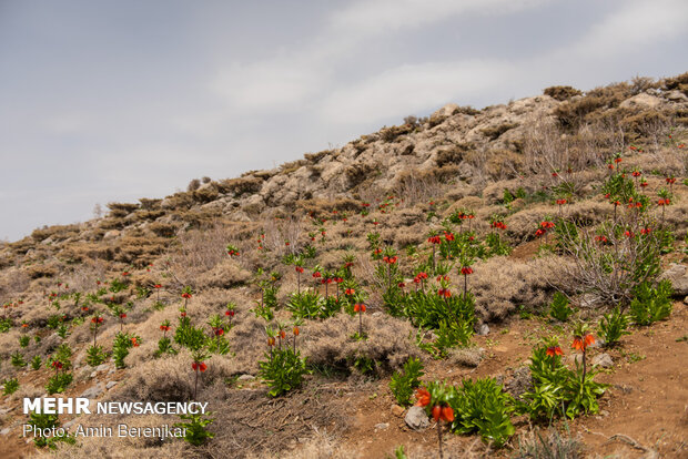 دشت لاله‌های واژگون منطقه سپیدان استان فارس