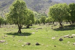 ایجاد ۱۸۰ فرصت شغلی در روستاهای «بیرانشهر» با کاشت درختان مثمر