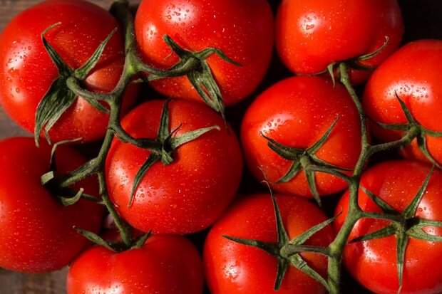 آمریکا برای واردات گوجه‌فرنگی از مکزیک تعرفه وضع می‌کند