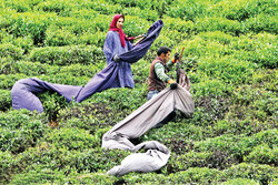 VIDEO: Tea harvest in Iran's Gilan